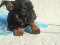 Güzeller güzeli french bulldog bebeklerimiz