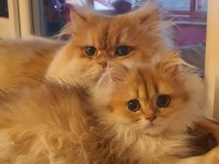 British Longhair Golden ny12 Erkek Yavrumuz