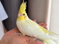 3 Adet Lutino Kırmız Göz Sultan Papağanı