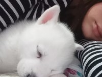 Sibirya kurdu husky 2 aylık köpeğimiz
