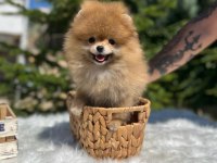 Yeni ailesini arayan pomeranian