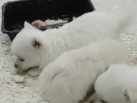 Haylaz spitz yavrularımız yeni mutlu olacağı yuvasını arıyor