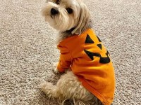 1 yaşında komut ve itaat eğitimli köpeğimiz