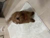 Orjinal toy poodle