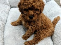 Kıvır Kıvır Toy Poodle Bebek