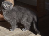 Show Kalite Scottish Fold Gri Yavrumuz