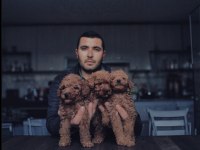Toy Poodle Erkek Yavrular