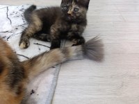 Güzel pamuk kedilerim