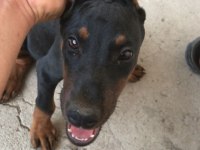 Sahiplendirme doberman