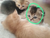 Orjinal safkan britishorthair yavrular