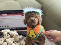 Yakışıklı oğlum Odin büyümeyen toy Poodle