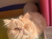Erkek Persian Kedimiz