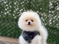 POMERANİAN BOO YAVRULAR