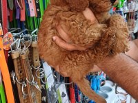 Toy poodle