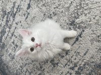 British longhair 5 haftalık