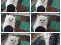British longhair