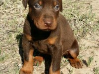 A Kalite Doberman Yavrular