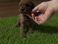 Toy Poodle Yavrular
