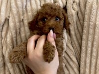 Minyatür red poodle yavrularım