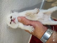 British shorthair 26 günlük yavrular