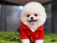 Dişi erkek teacup teddy bear garantili pomeranian yavrularım