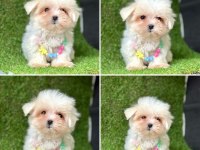 Mükemmel güzellikte minik maltipoo bebekler