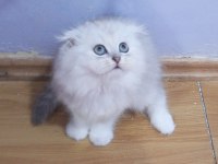 Safkan Scottish Fold ve Straight yavrular Catteryden