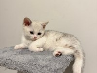 2 Aylık British Shorthair Yavrular