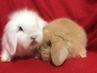 ÜST KALİTE HOLLANDA TEDDY LOP TAVŞANLAR GÖNDERİM VAR