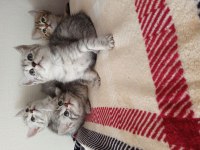 British Shorthair Yavrularımız Yeni Ailelerini Bekliyor