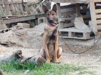 Belçika Kurdu (Malinois)
