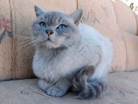 Blue point british shorthair