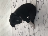 Labrador cinsi yavru köpek