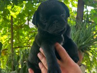 Yavru sevimli 45 günlük siyah pug
