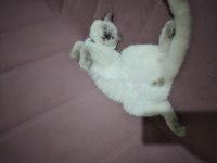 Sütlaç yeni ailesini arıyor british shorthair