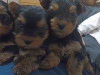Yorkshire terrier bebeklerimiz sahiplendirilecektir