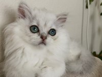 Dünya tatlısı british longhair