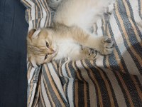 Golden dişi scottish fold yavru