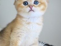 Golden British Shorthair Yavrularım