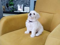 3 AYLIK MALTİPOO ERKEK CASPER KÖPEĞİMİZ
