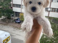 Maltese Terrier Yavrularımız