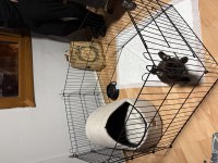 3 AYLIK YAVRU FRENCH BULLDOG