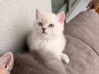 Teslime hazır erkek kardeş kediler