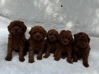 Ruhsatlı poodle evinden erkek dişi yavrularımız 