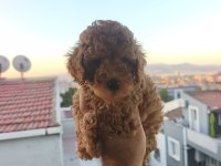 Toy Poodle Yavrular