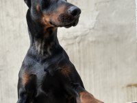 Doberman yer sıkıntısından dolayı sahiplendiriyorum