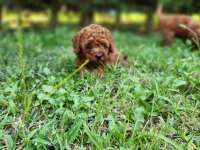 Poodle en güzelini arayanlar