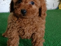 Toy poodle yavrularımız