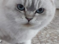 Güzel british shorthair kızlar yeni yuvalarını arıyorlar