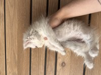 Beyaz dişi british longhair yavrumuz